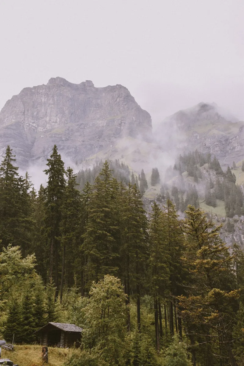 Nebelverhangene Alpenlandschaft mit Arven